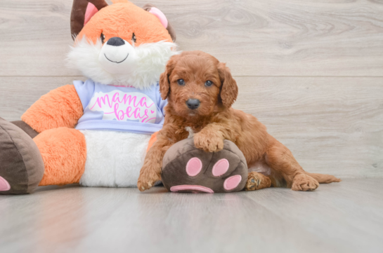 ARCHER, a Mini Goldendoodle littermate