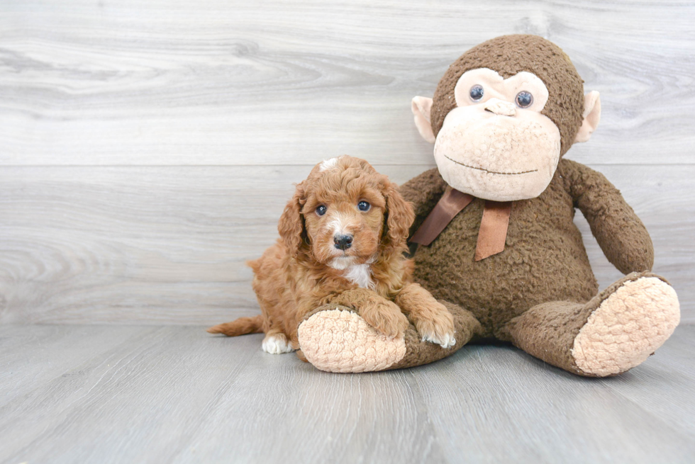 Best Mini Goldendoodle Baby