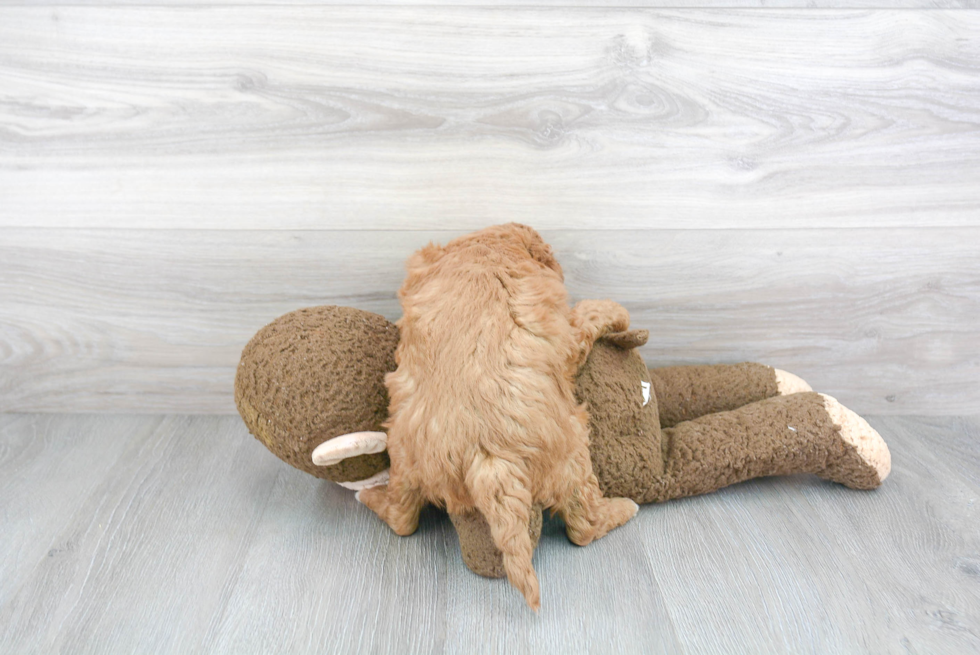 Funny Mini Goldendoodle Poodle Mix Pup