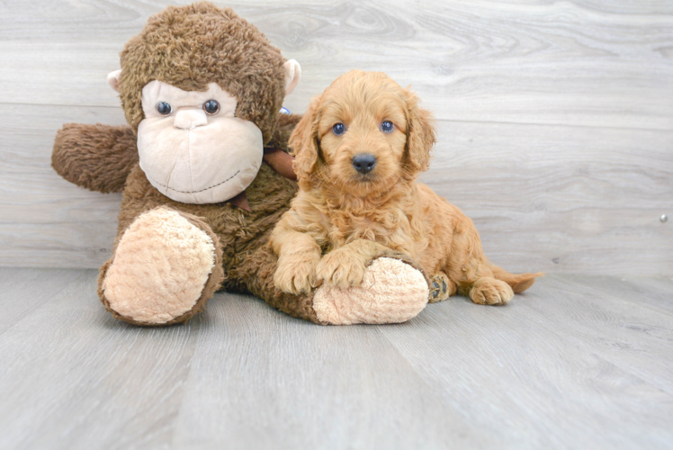 Mini Goldendoodle Pup Being Cute
