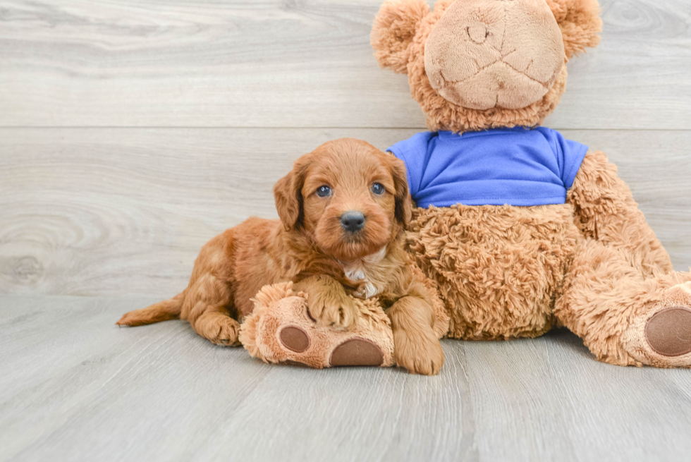 Sweet Mini Goldendoodle Baby
