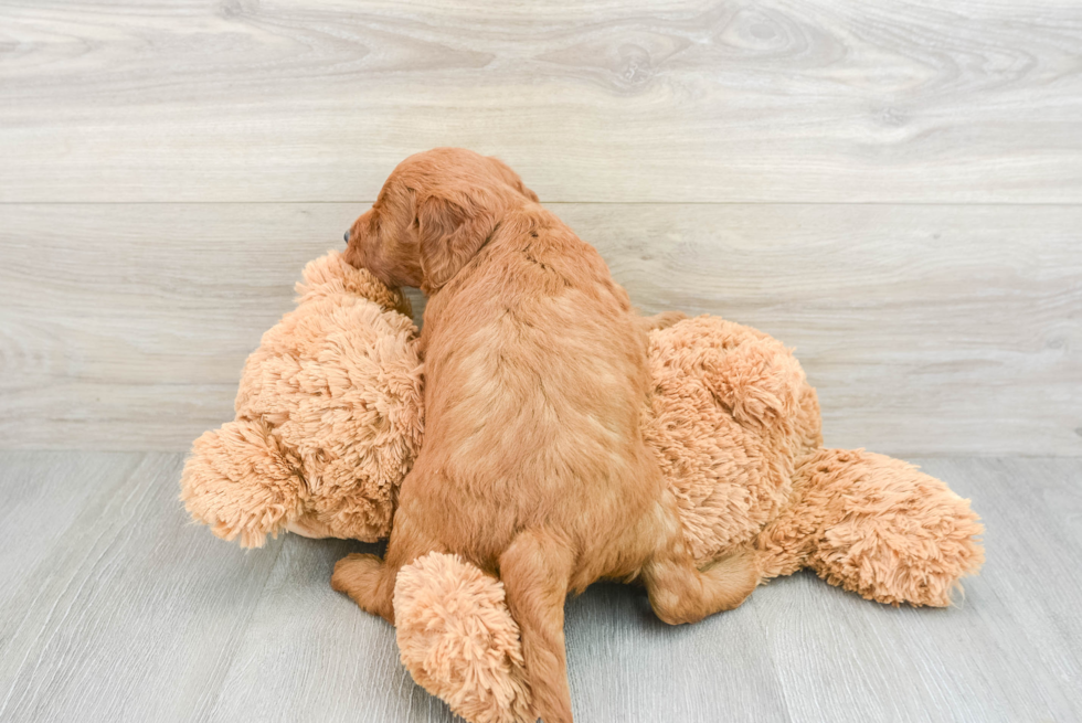 Sweet Mini Goldendoodle Baby