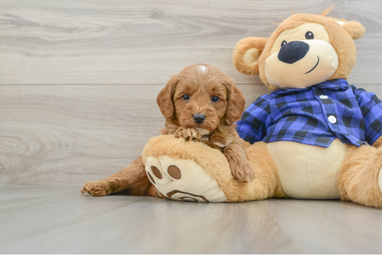 Sweet Mini Goldendoodle Baby