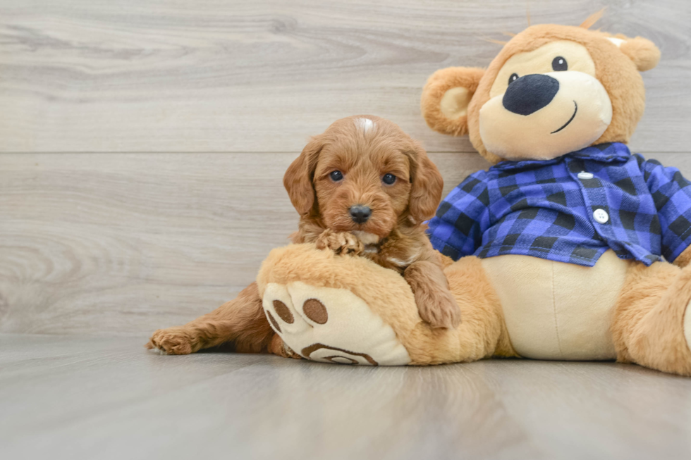 Sweet Mini Goldendoodle Baby