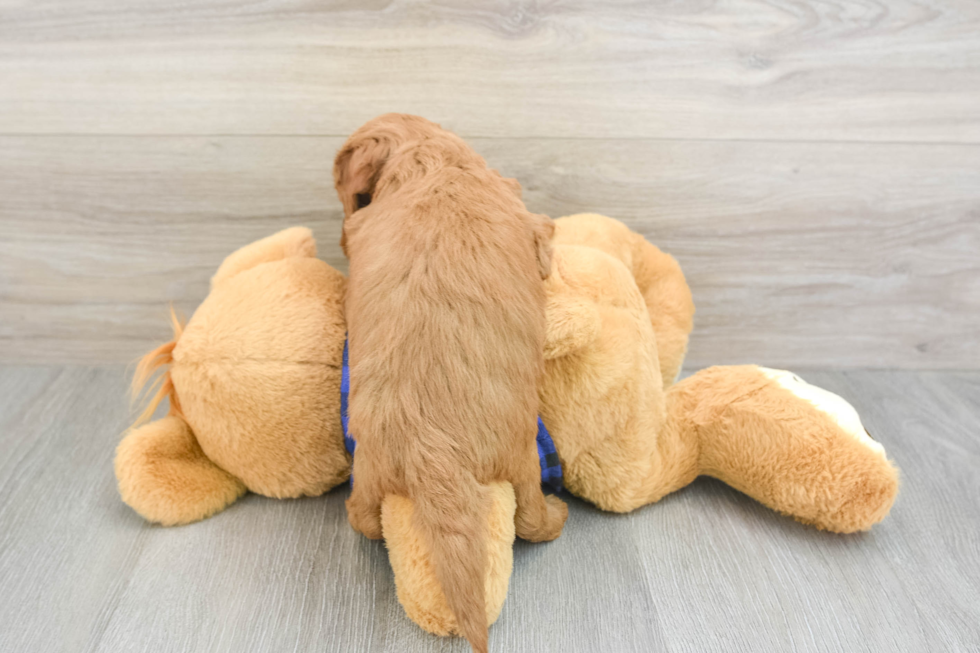 Small Mini Goldendoodle Baby