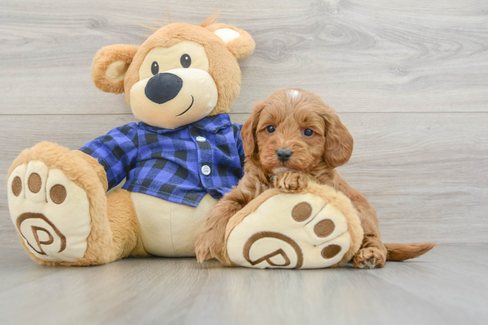 Funny Mini Goldendoodle Poodle Mix Pup