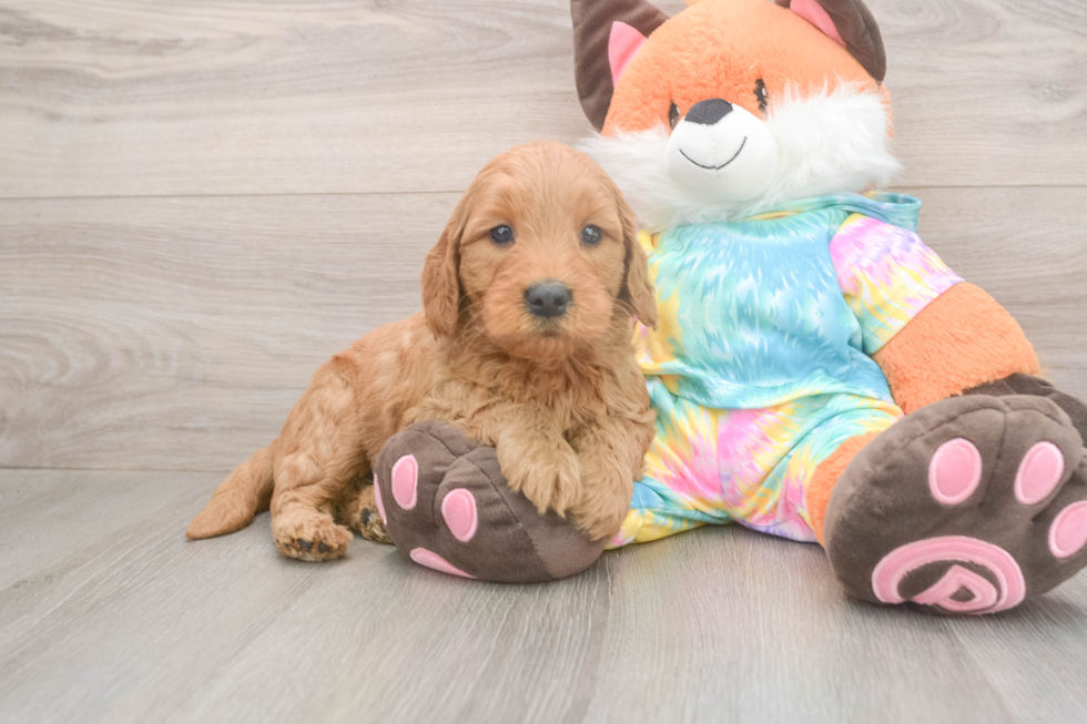 Mini Goldendoodle Puppy for Adoption