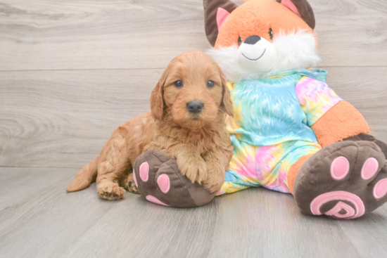 Mini Goldendoodle Puppy for Adoption
