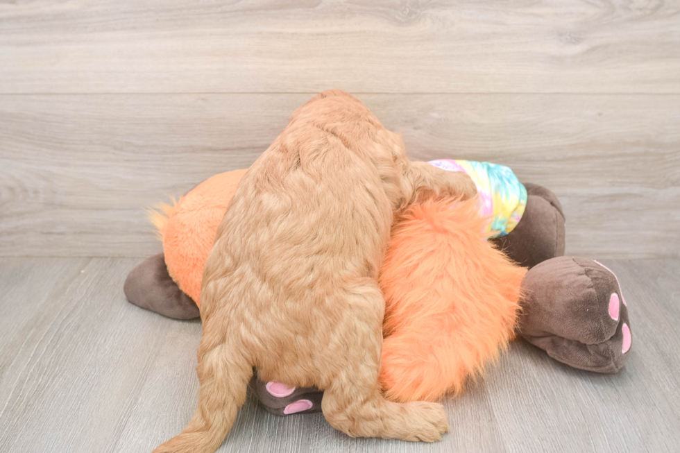 Best Mini Goldendoodle Baby