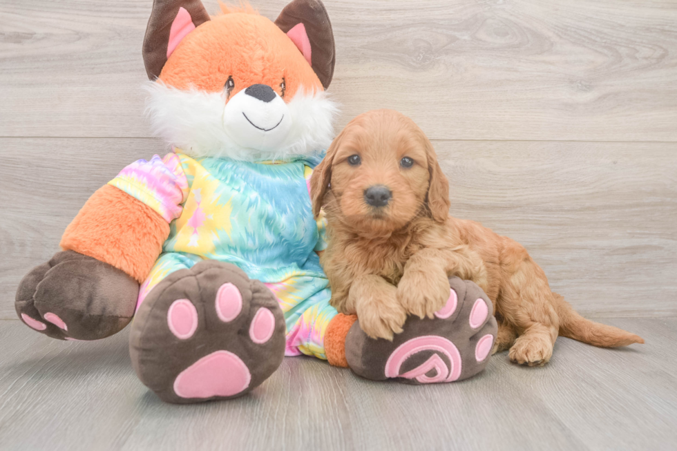 Energetic Golden Doodle Poodle Mix Puppy