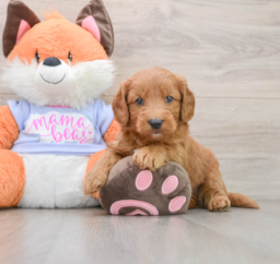 5 week old Mini Goldendoodle Puppy For Sale - Premier Pups