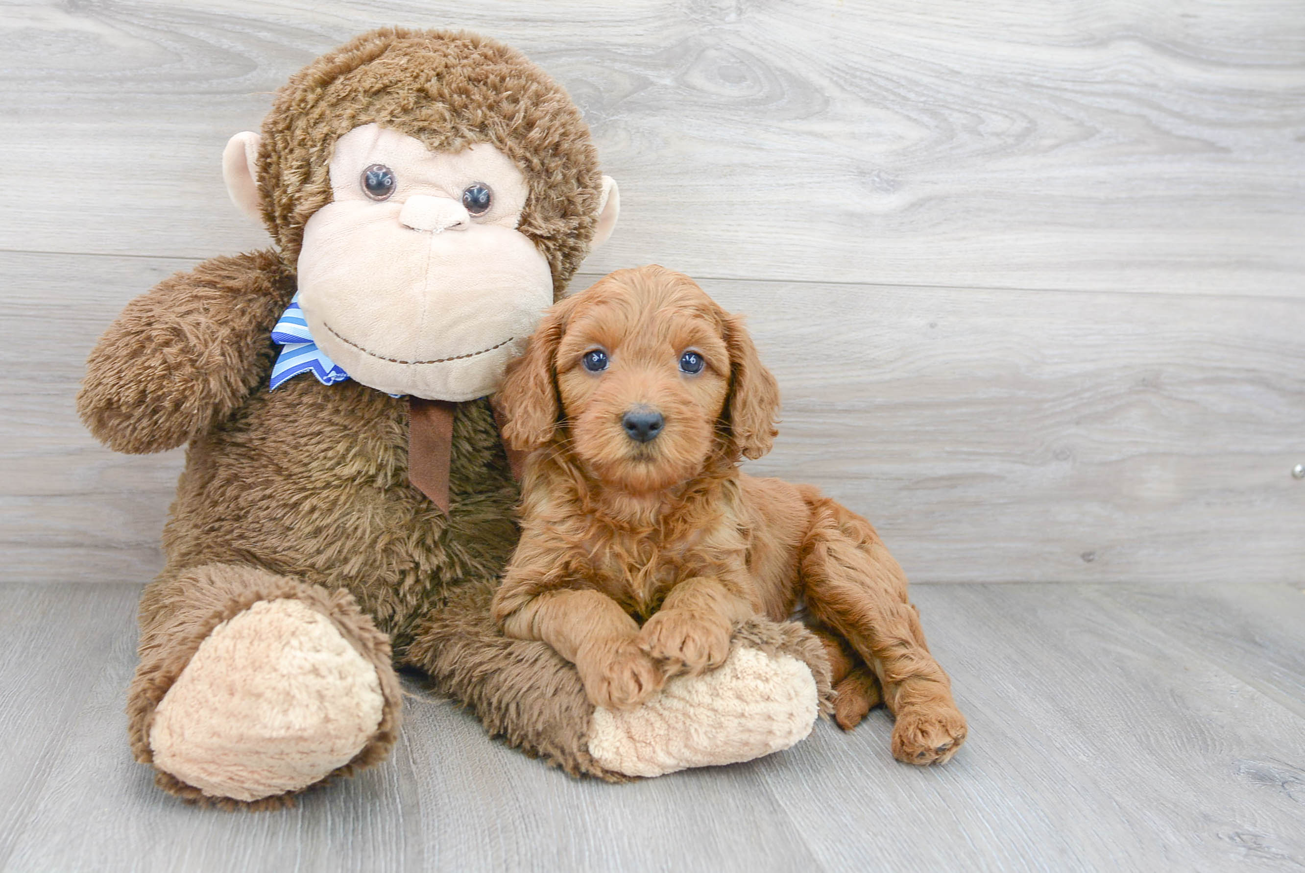 Happy Mini Goldendoodle Baby