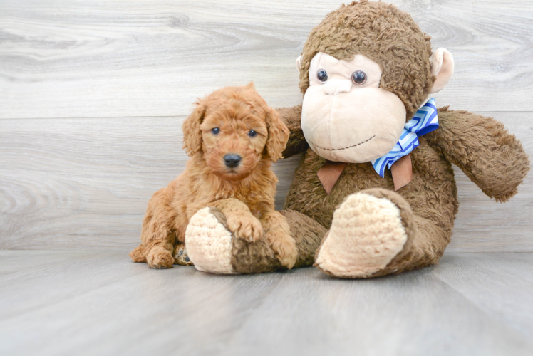 Mini Goldendoodle Pup Being Cute