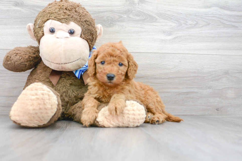 Best Mini Goldendoodle Baby