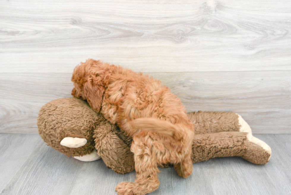 Mini Goldendoodle Puppy for Adoption