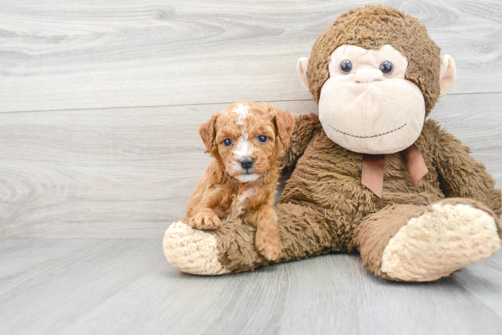 Hypoallergenic Golden Retriever Poodle Mix Puppy