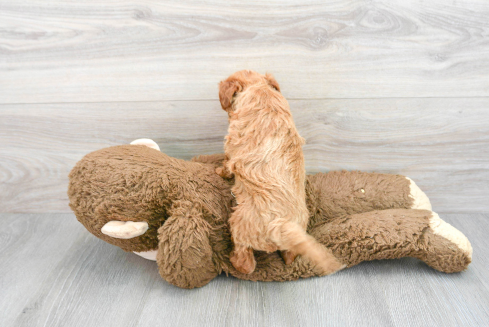 Little Golden Retriever Poodle Mix Puppy