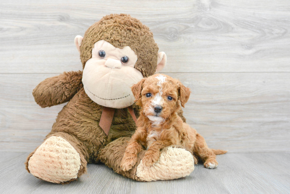 Adorable Golden Retriever Poodle Mix Puppy