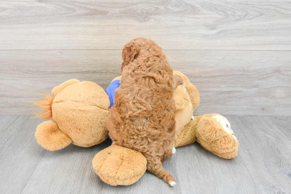 Popular Mini Goldendoodle Poodle Mix Pup