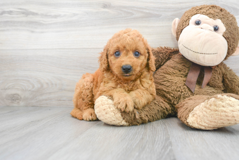 Mini Goldendoodle Puppy for Adoption