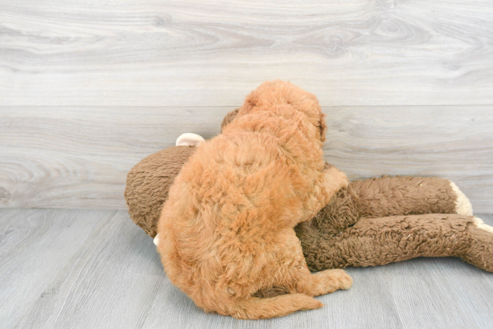 Best Mini Goldendoodle Baby