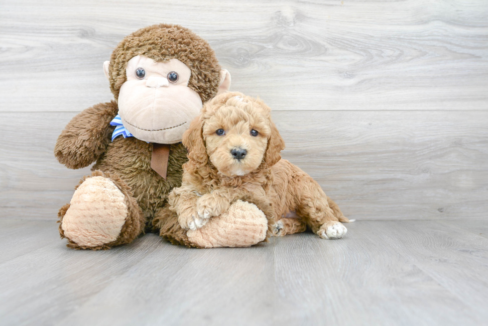 Mini Goldendoodle Puppy for Adoption