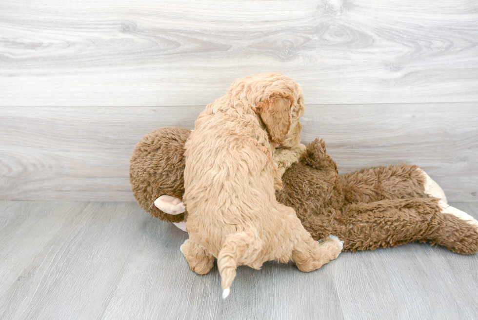 Mini Goldendoodle Pup Being Cute
