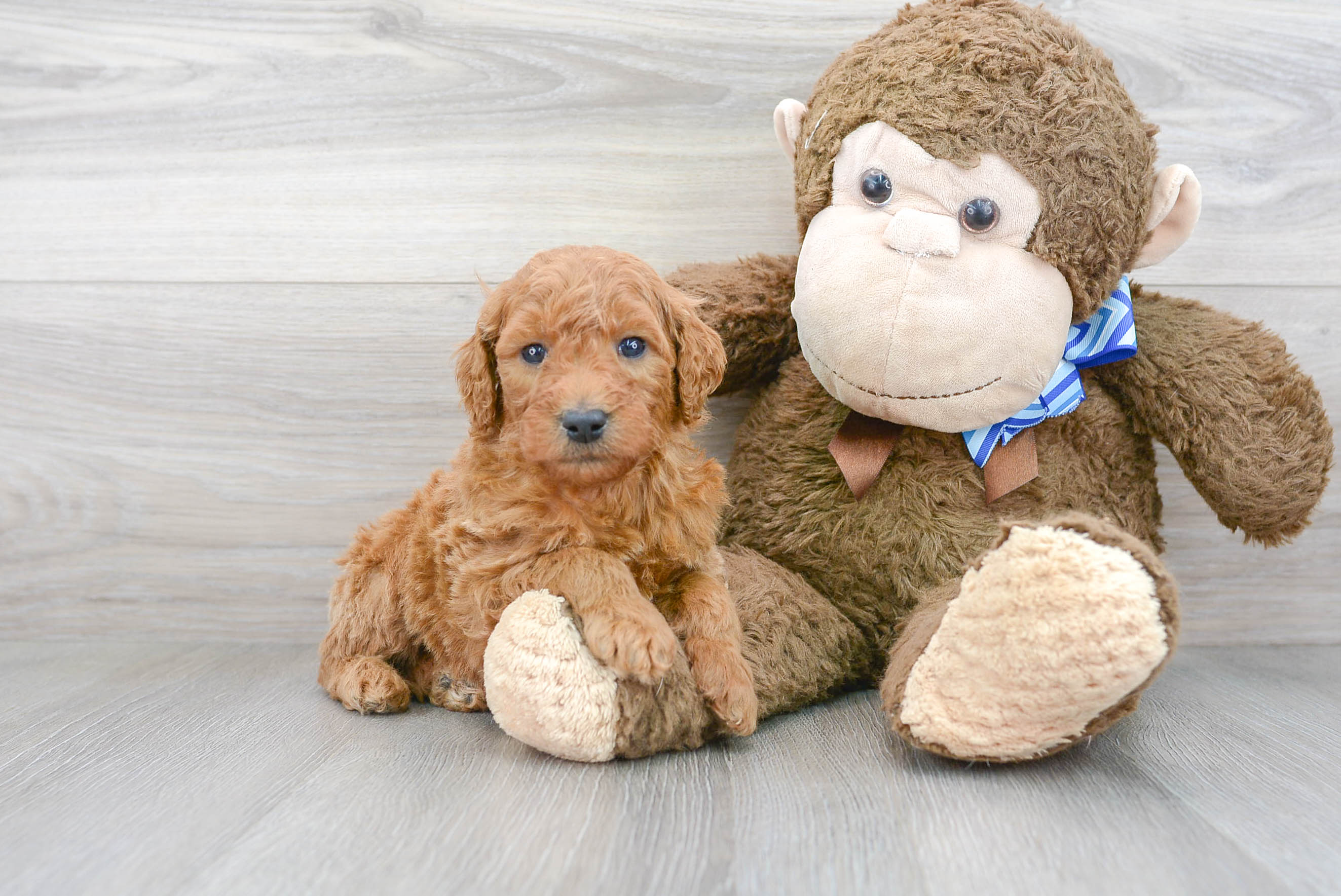 Best Mini Goldendoodle Baby