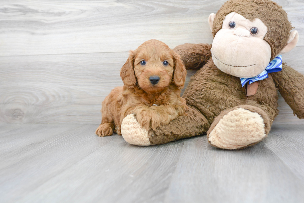Mini Goldendoodle Puppy for Adoption