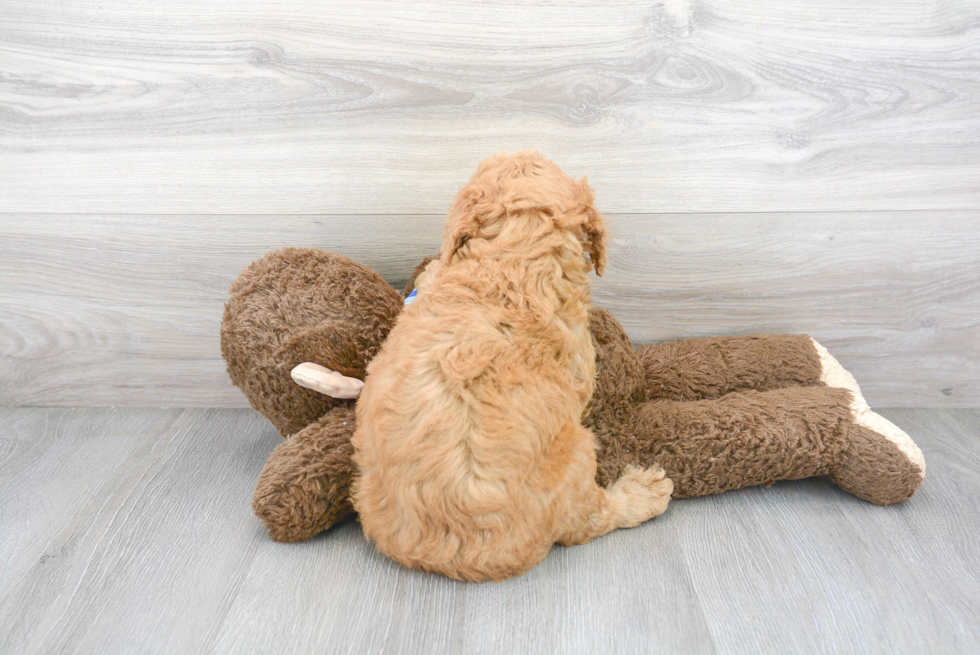 Playful Golden Retriever Poodle Mix Puppy