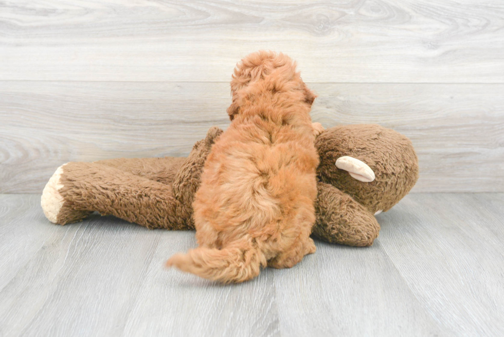 Little Golden Retriever Poodle Mix Puppy