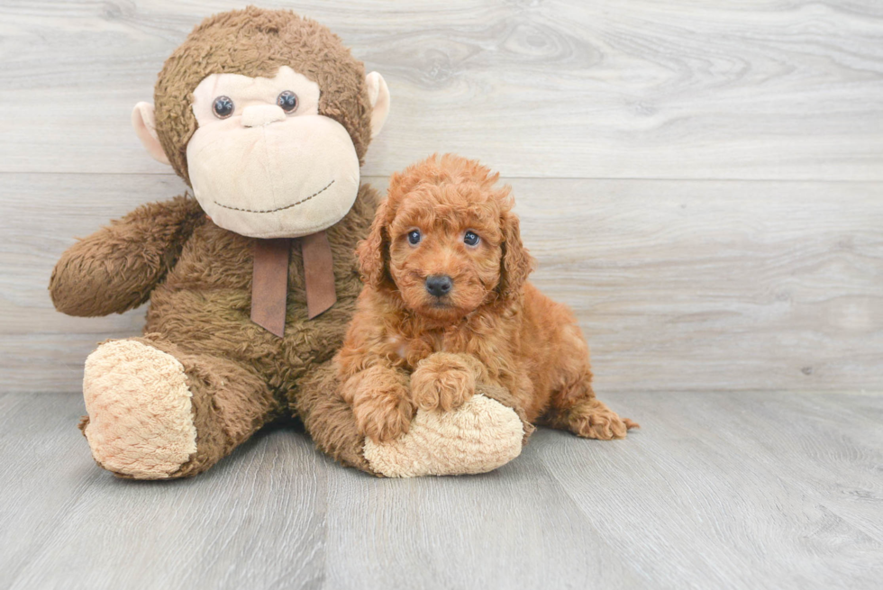 Sweet Mini Goldendoodle Baby