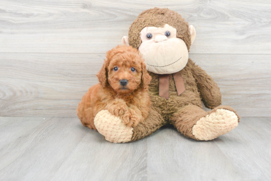 Mini Goldendoodle Puppy for Adoption
