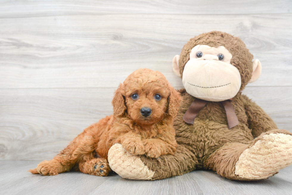 Best Mini Goldendoodle Baby