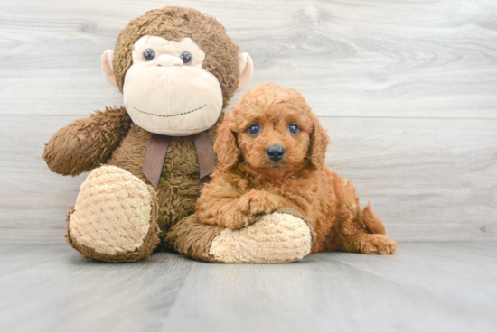 Mini Goldendoodle Puppy for Adoption
