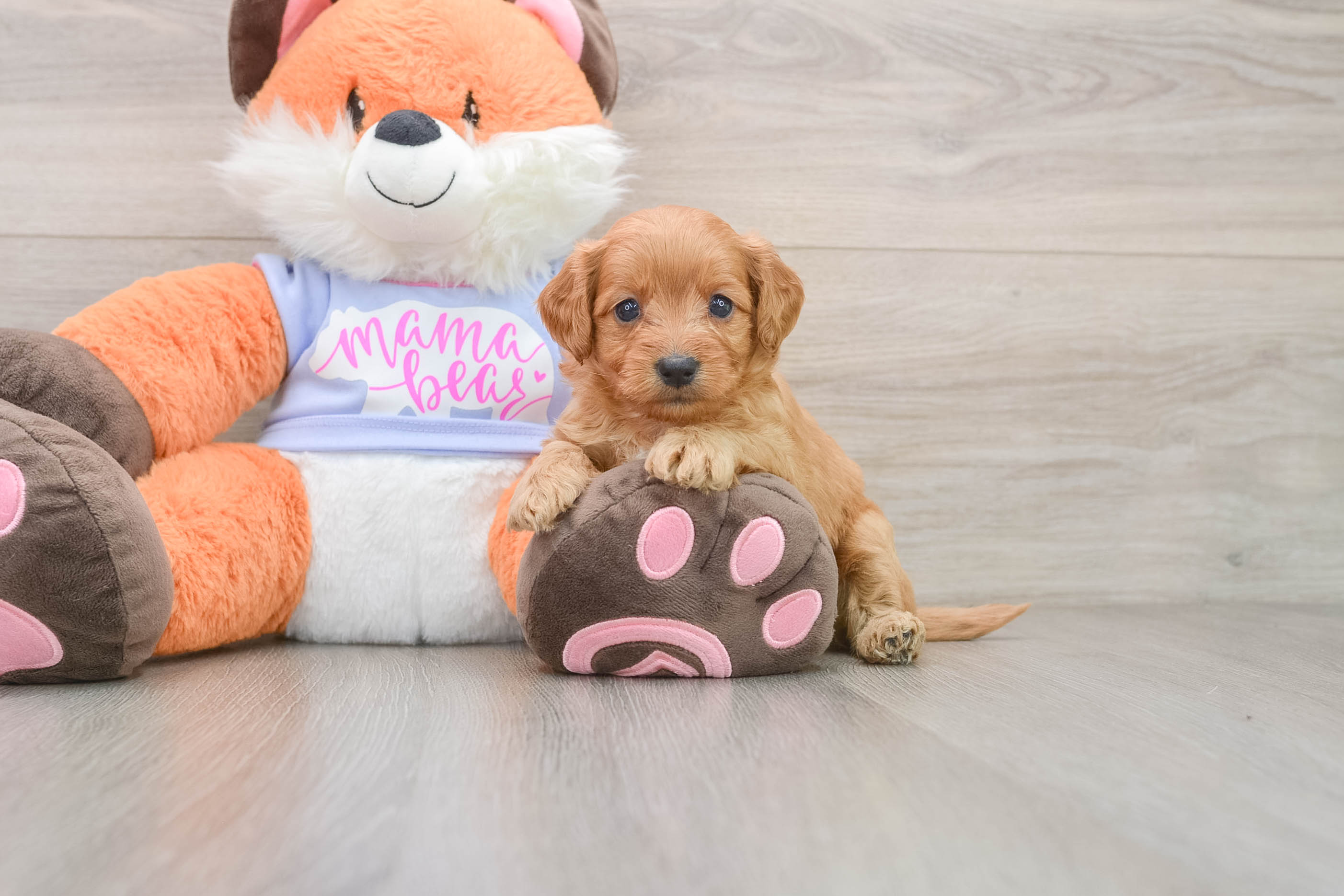 Funny Mini Goldendoodle Poodle Mix Pup