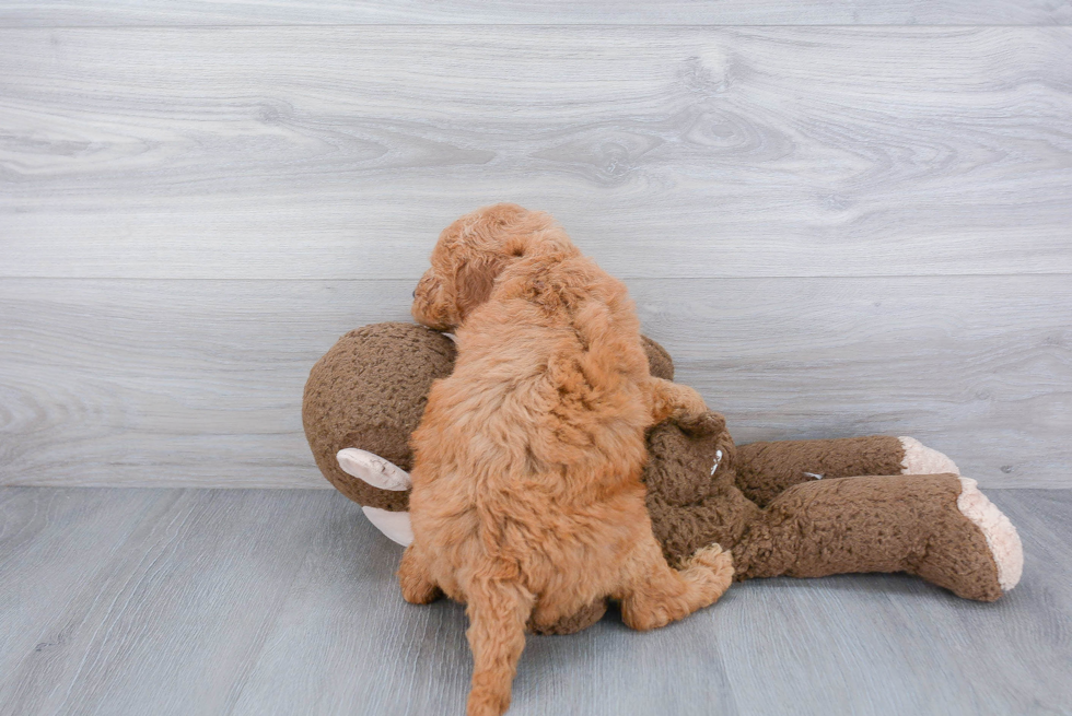 Little Golden Retriever Poodle Mix Puppy