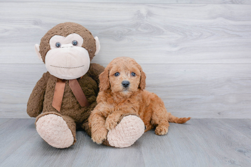 Petite Mini Goldendoodle Poodle Mix Pup