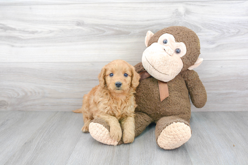 Popular Mini Goldendoodle Poodle Mix Pup