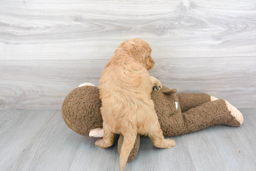 Fluffy Mini Goldendoodle Poodle Mix Pup