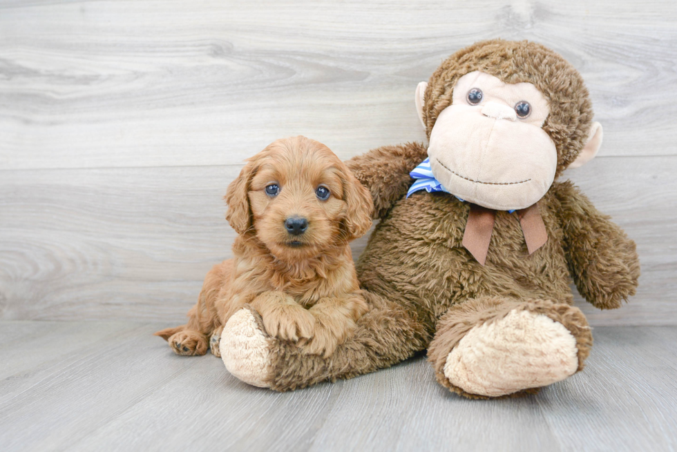 Fluffy Mini Goldendoodle Poodle Mix Pup