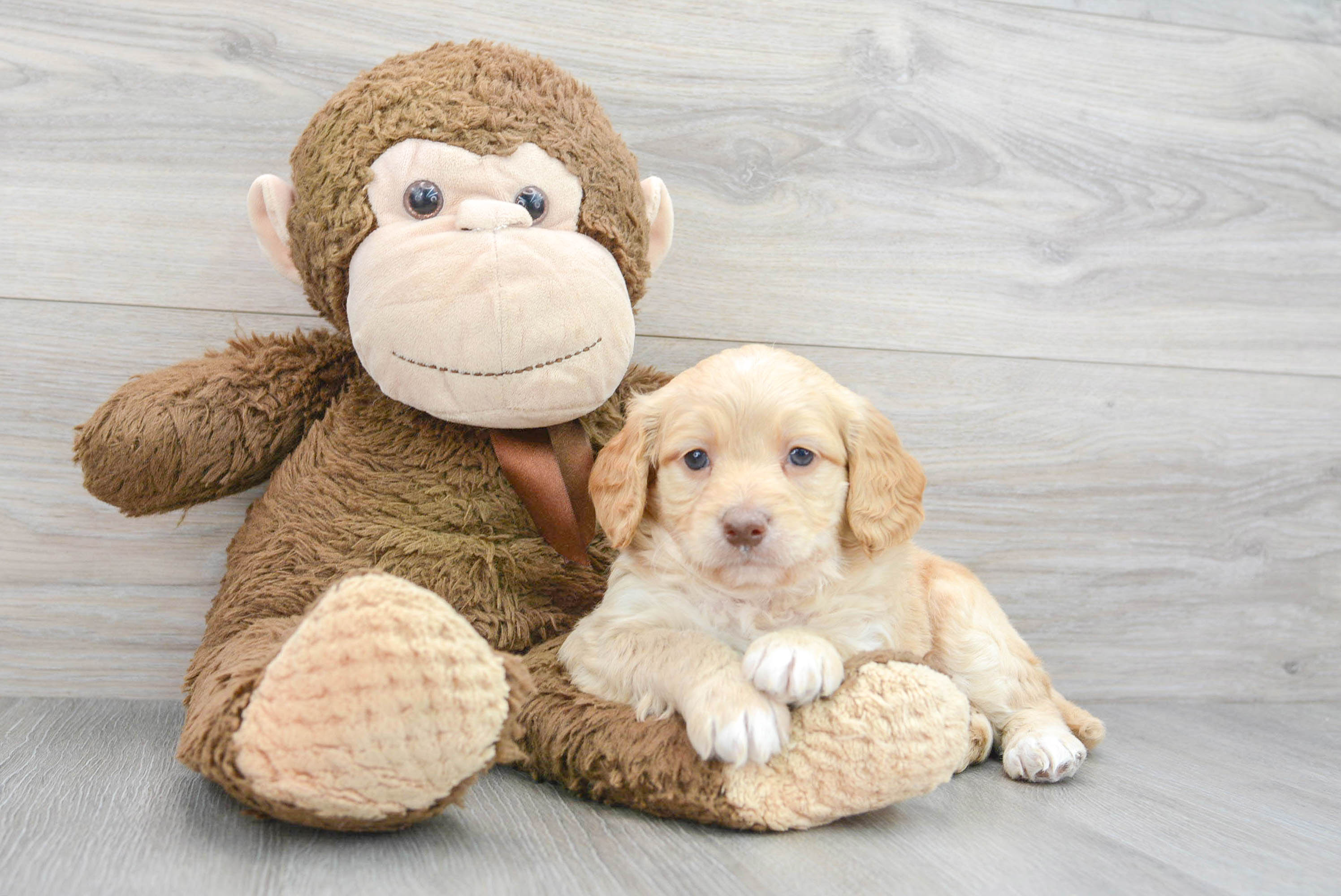 Best Mini Goldendoodle Baby