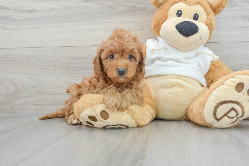 Mini Goldendoodle Pup Being Cute