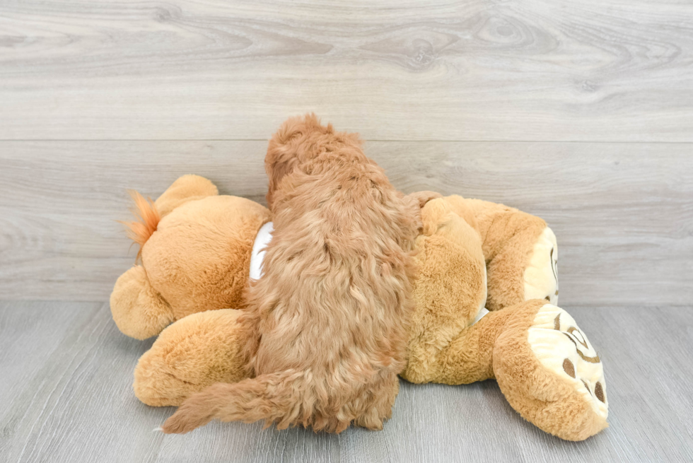 Friendly Mini Goldendoodle Baby