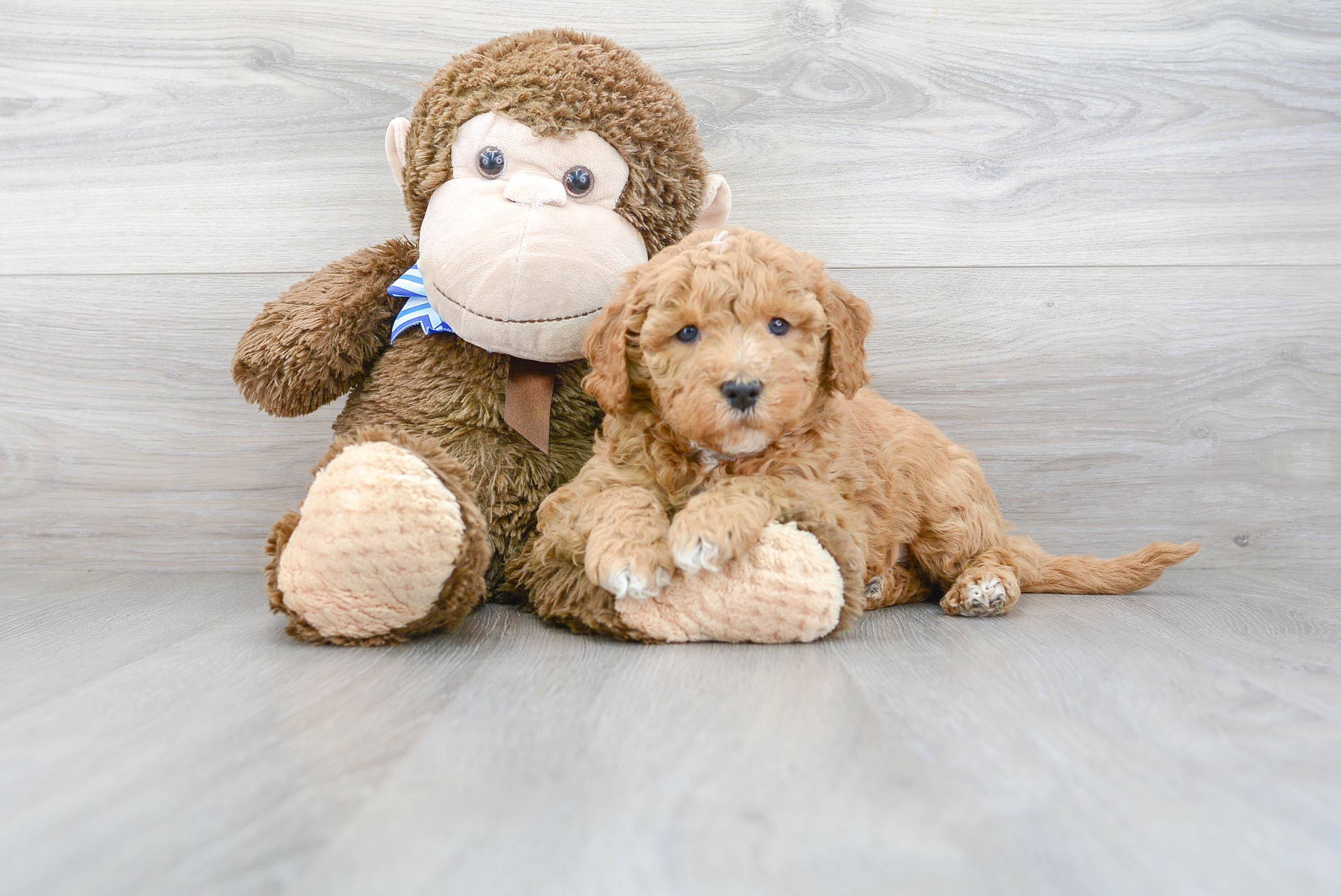 Mini Goldendoodle Pup Being Cute