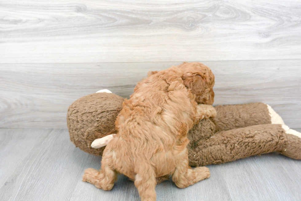 Small Mini Goldendoodle Baby