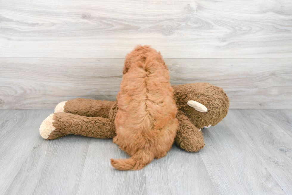 Funny Mini Goldendoodle Poodle Mix Pup