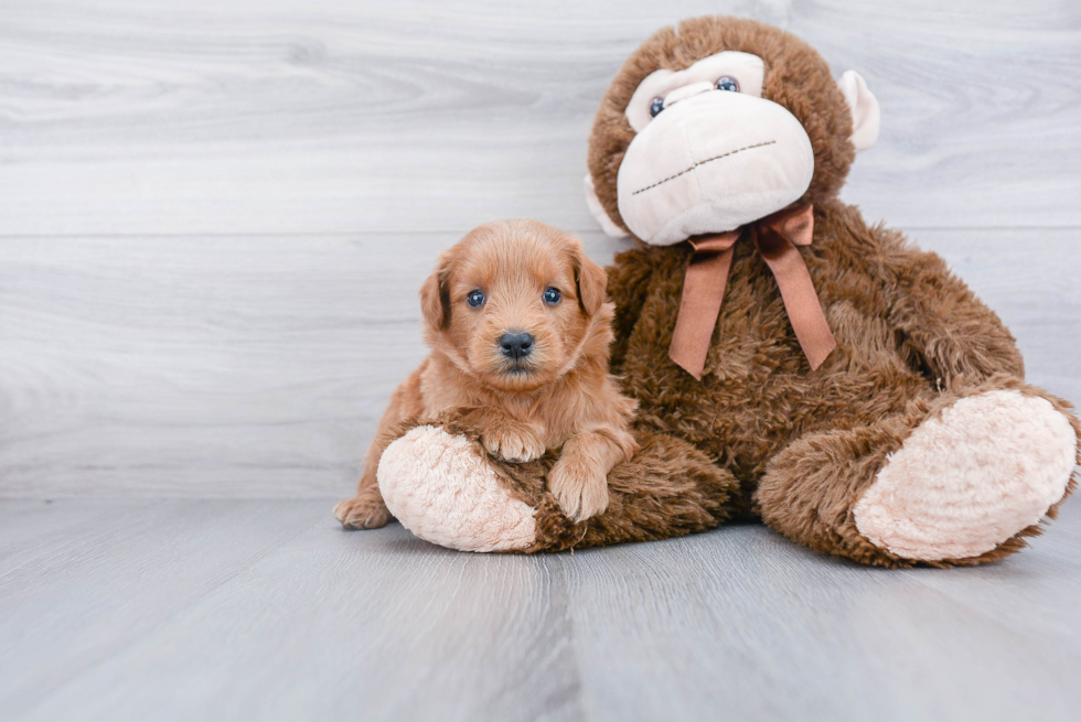Mini Goldendoodle Pup Being Cute