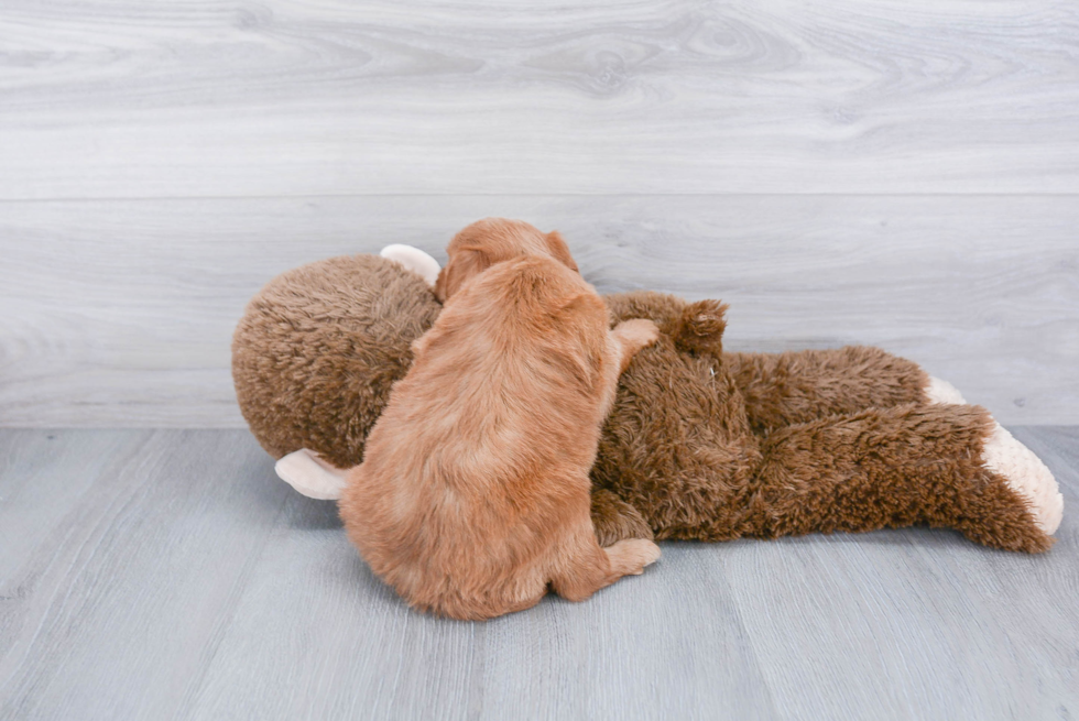 Petite Mini Goldendoodle Poodle Mix Pup