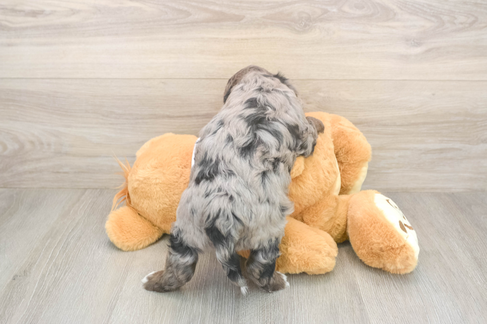 Playful Mini Groodle Poodle Mix Puppy